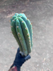 👑🌶️ Ventucky Blue — 16” Tip