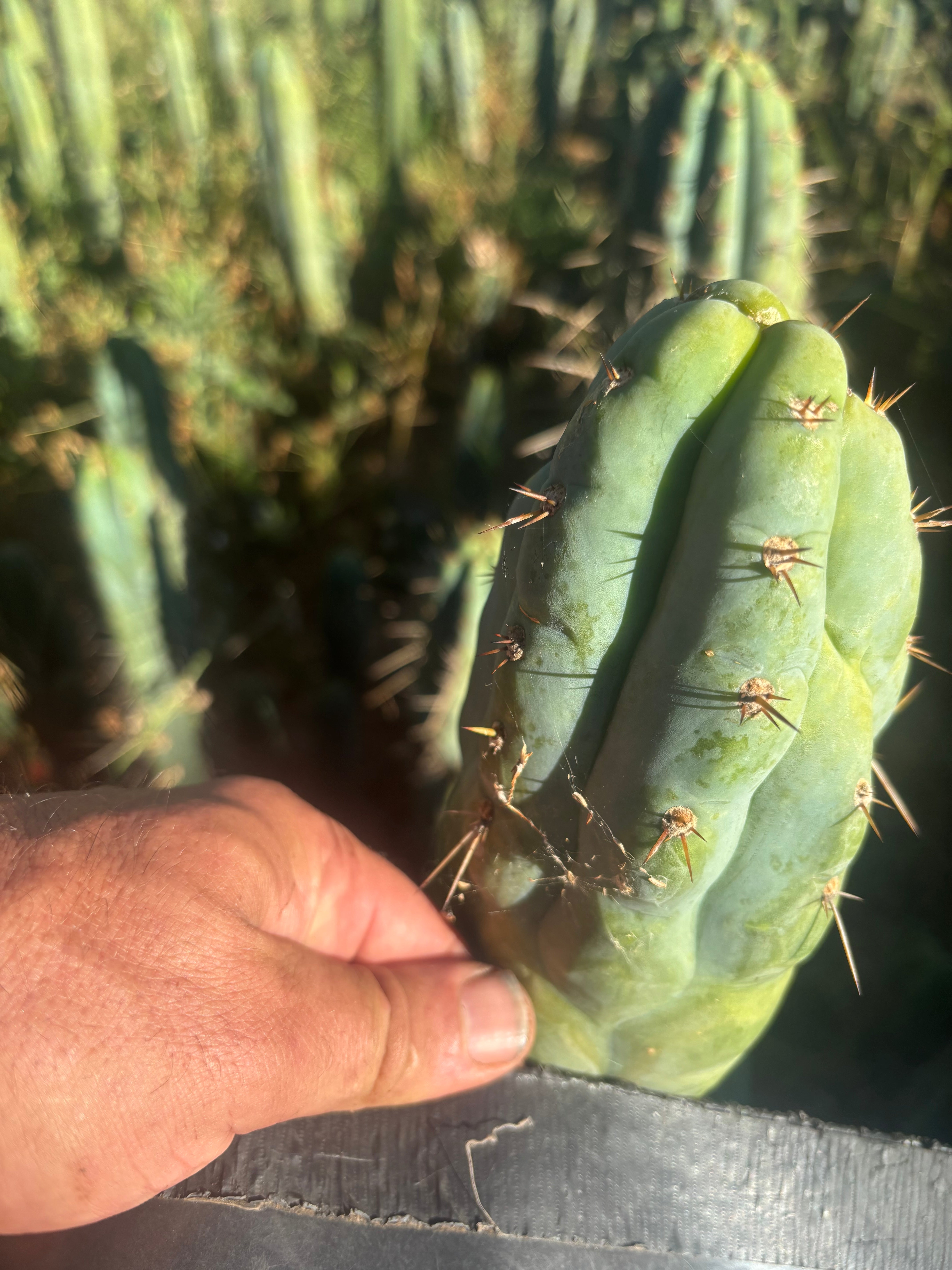 💎👑💎 Q-Tip — Chonky 6” Tip