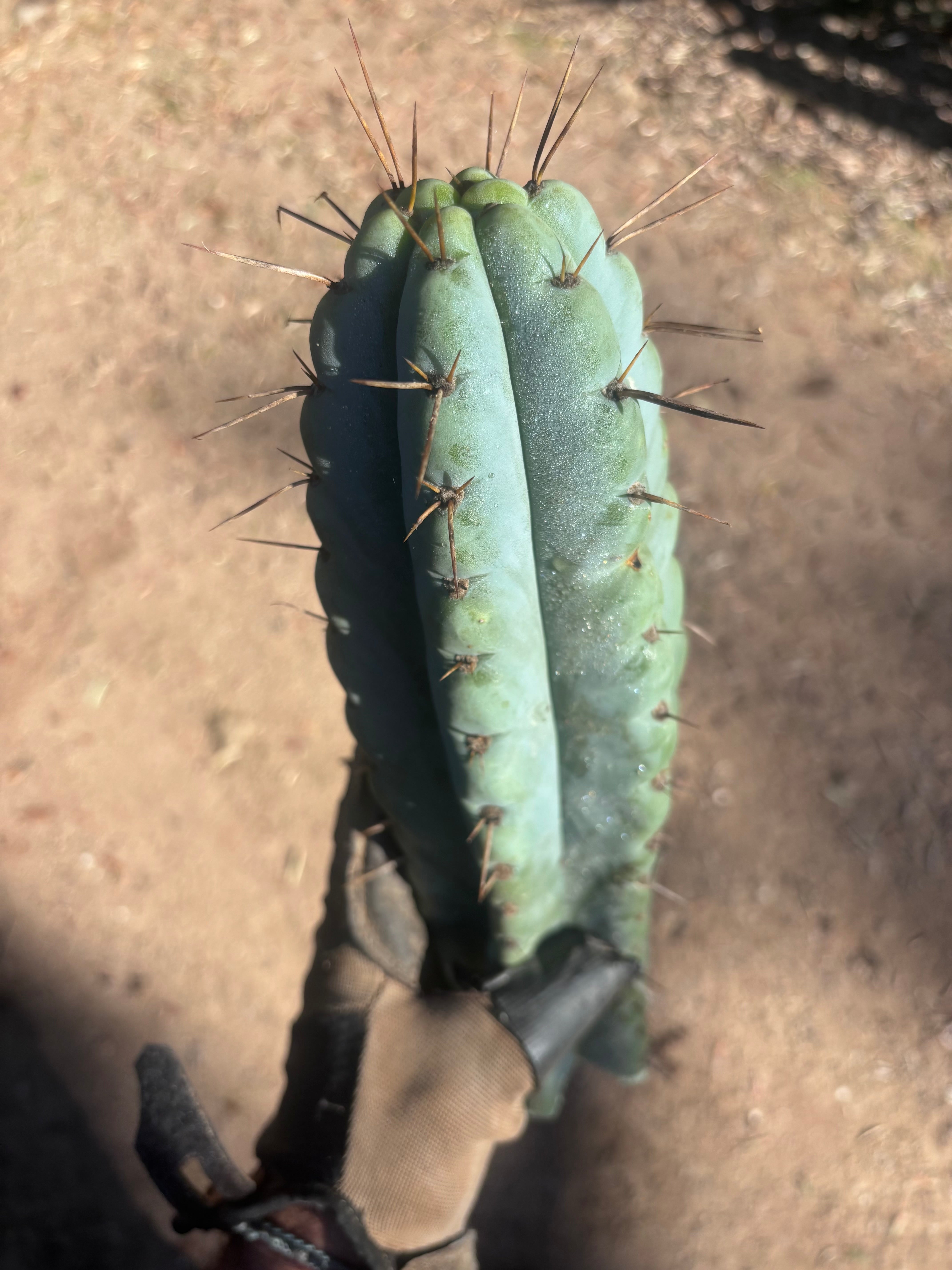 💎🌶️ NOM — XL 14” Tip