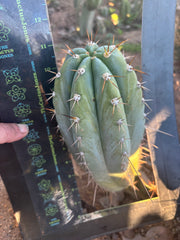 💎👑🌶️ CGG —  Another 12” Melon