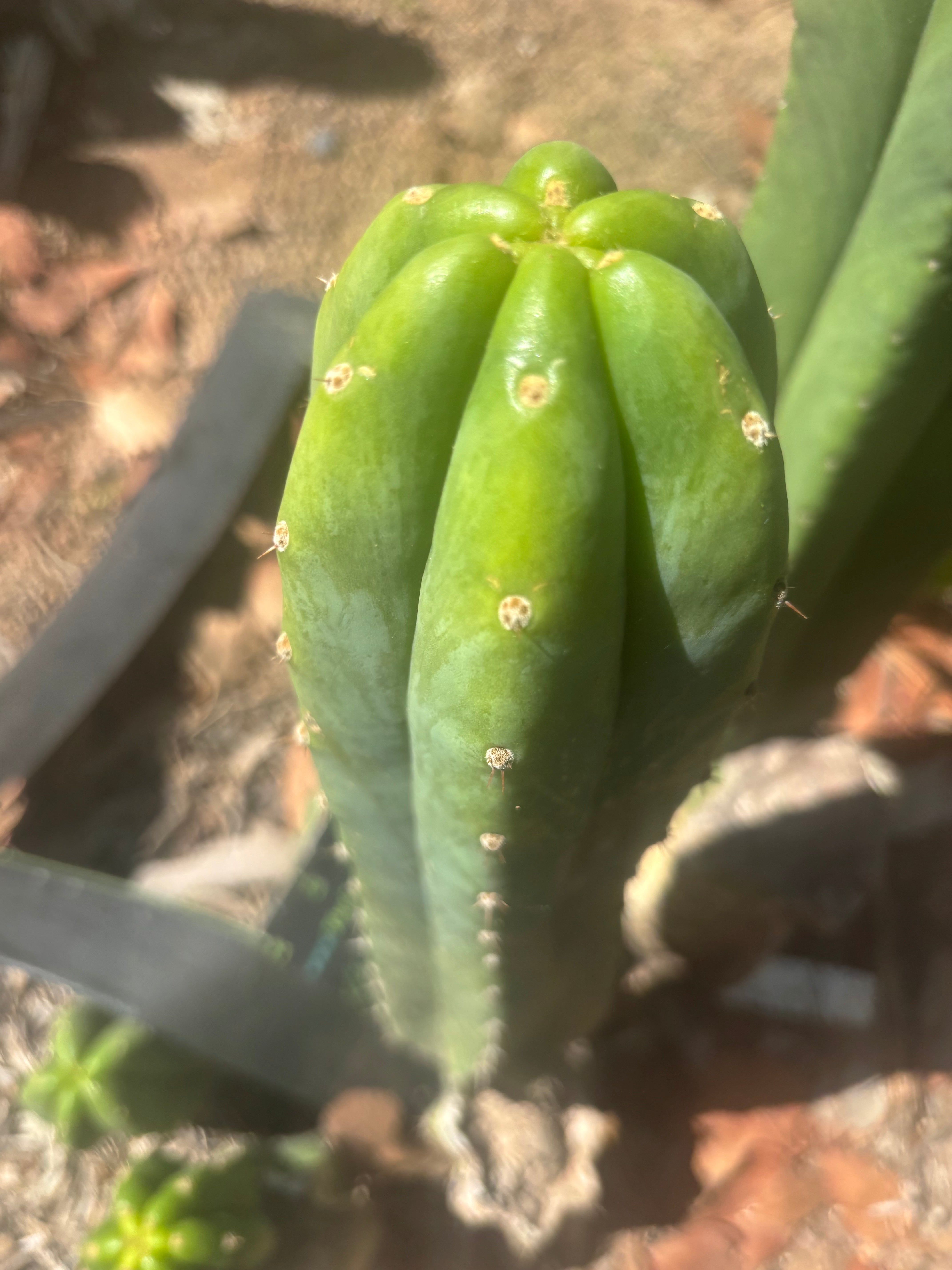 👑🌶️🌶️ Landfill — XL 14” Pup