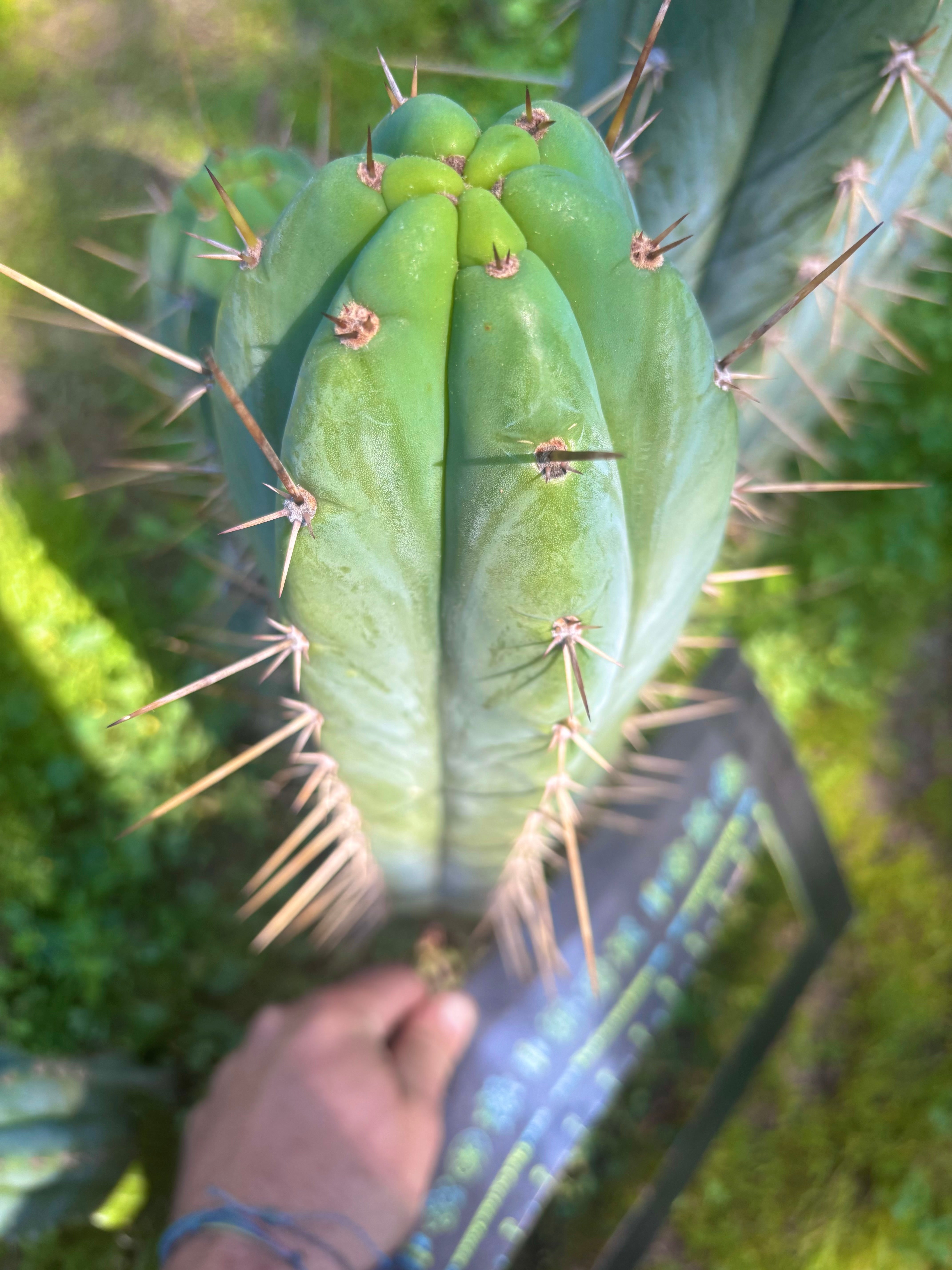💎 Huarazensis x Bertha —  Massive 14” Tip