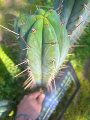 💎 Huarazensis x Bertha —  Massive 14” Tip