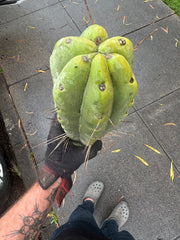 👑💎🌶️🌶️ Eileen — Max Girth 12” Tips (Restocked)