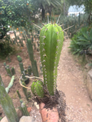(🌶️) Lumberjack x Huaraz — Seed Grown Mini Stand