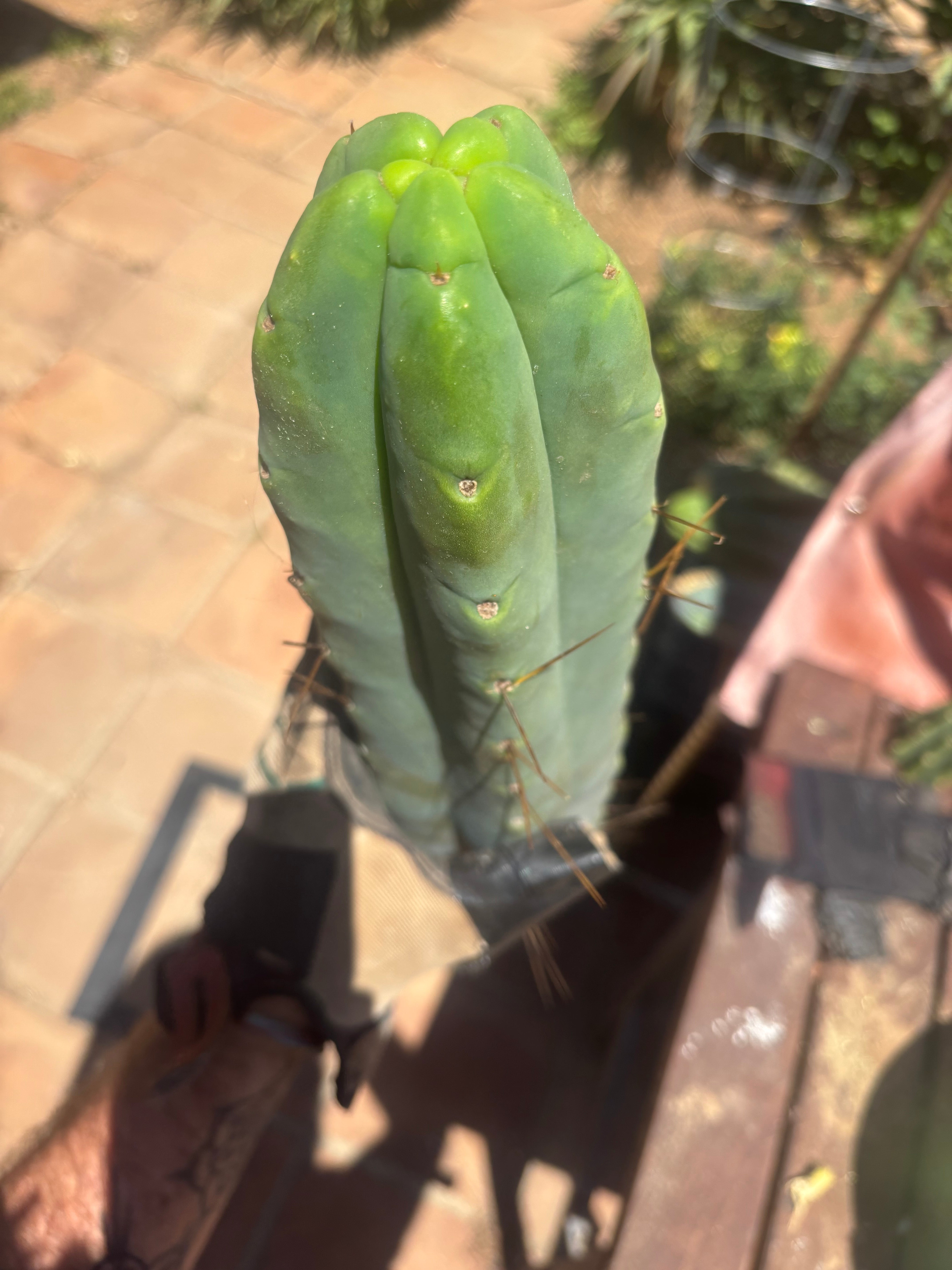 👑💎🌶️🌶️ Eileen — 15” Mega Tip