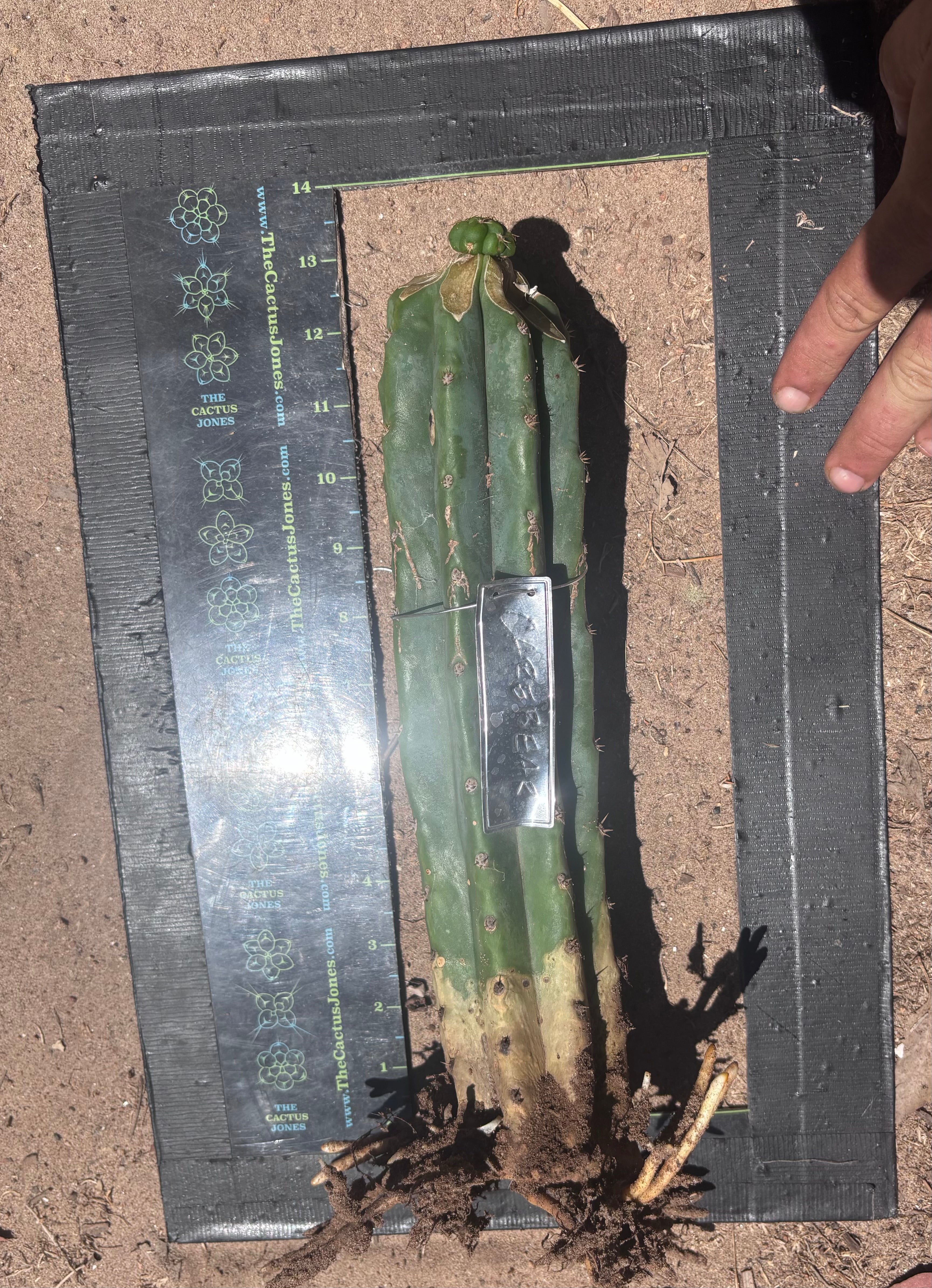 💎👑💎🌶️ CareBear — Fat Rooted Graft