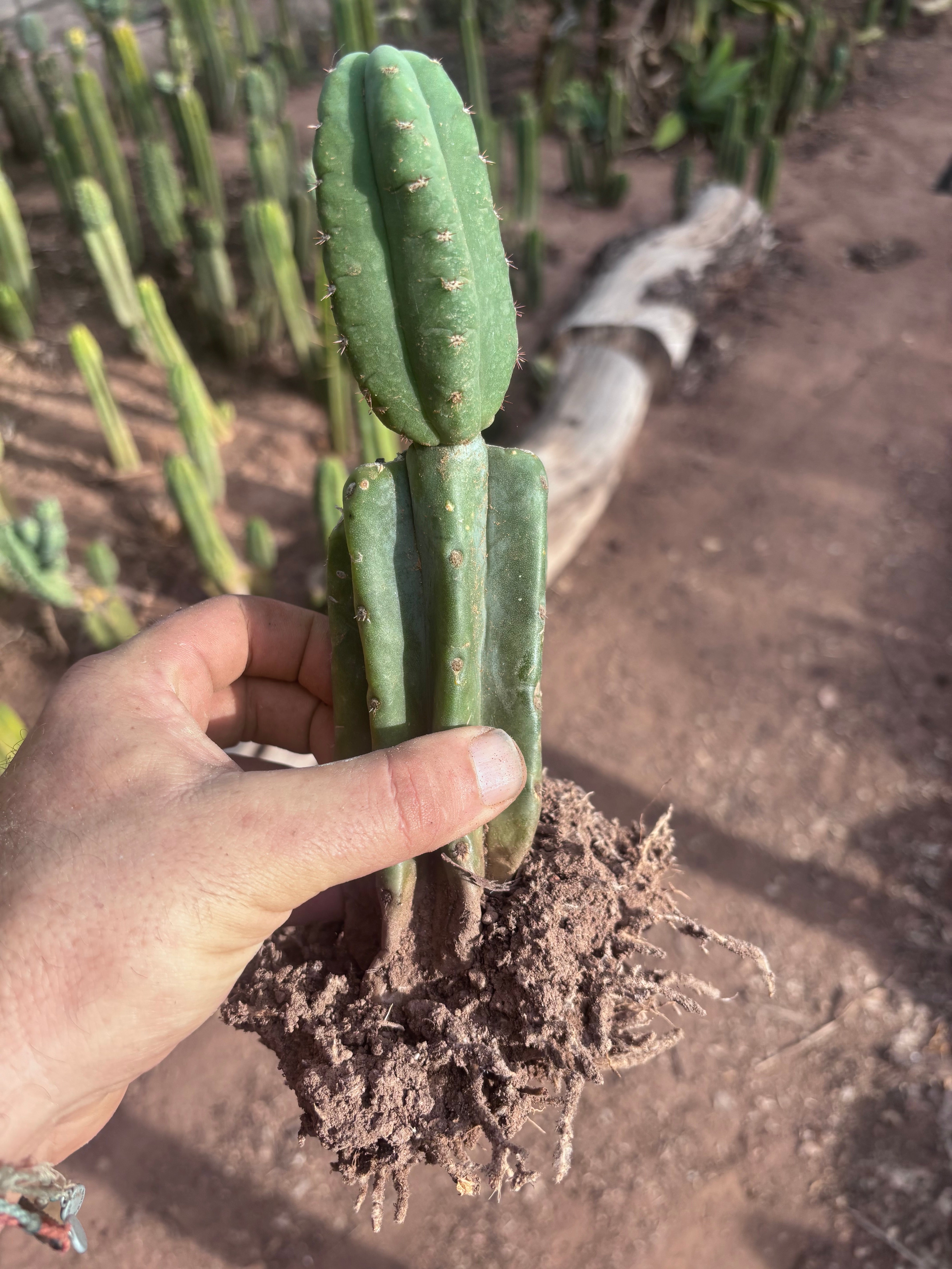 👑🌶️ Pierre — Pupped & Rooted Mid