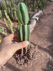 👑🌶️ Pierre — Pupped & Rooted Mid