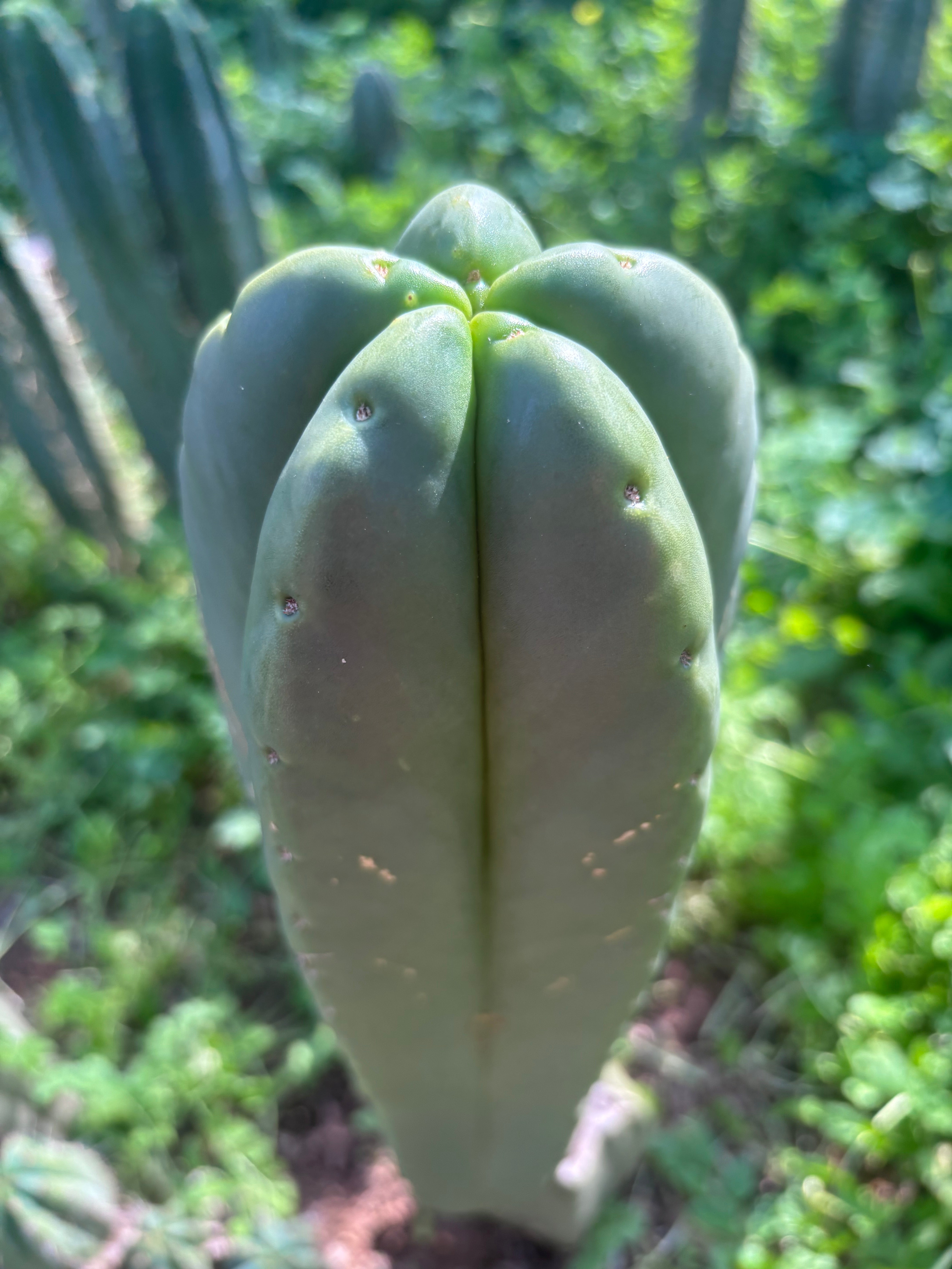 💎👑🌶️ Zulk — Massive XL 14” Tip