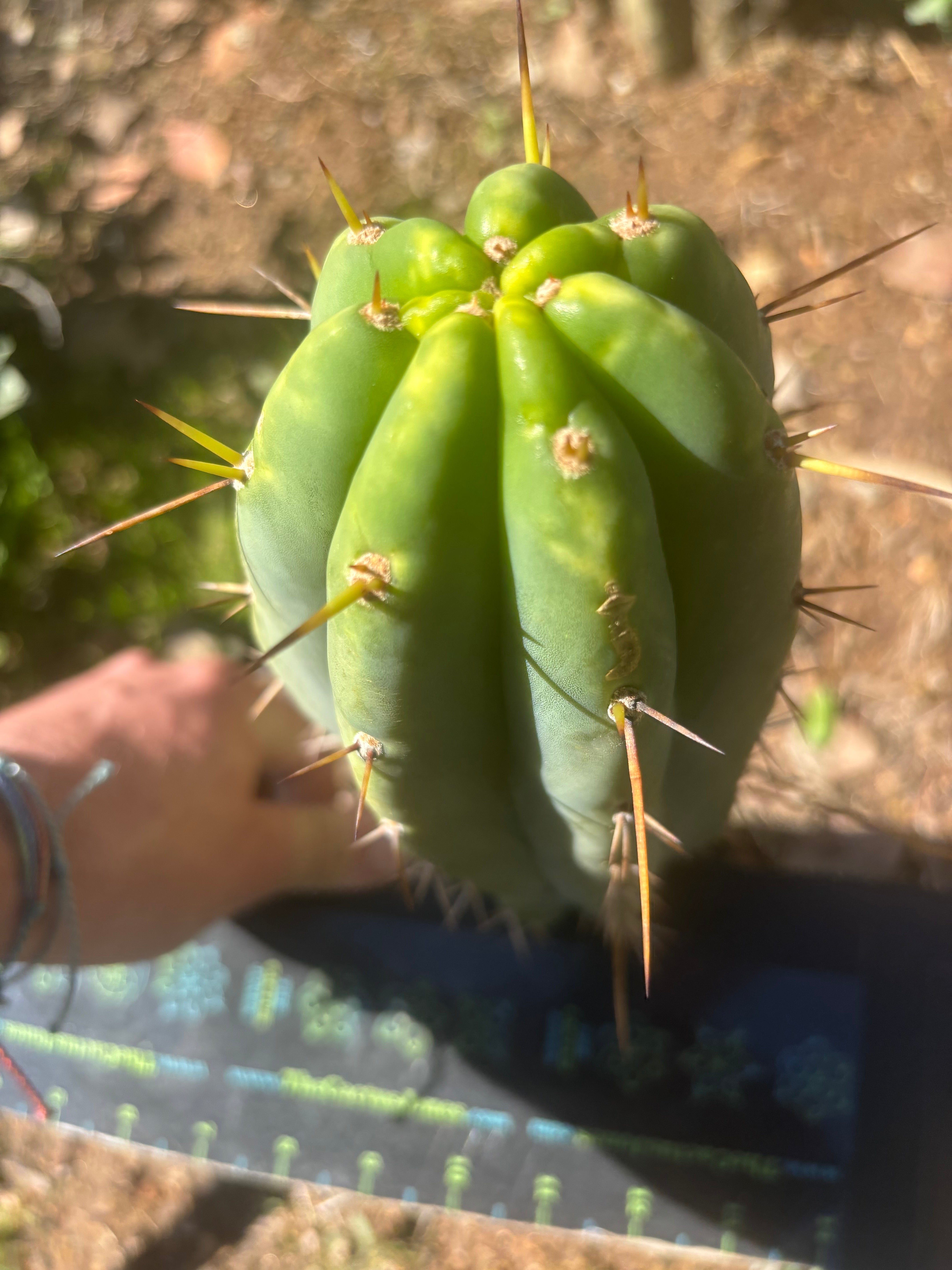🌶️🌶️⚠️ E.R. — Chonky 9” Pup