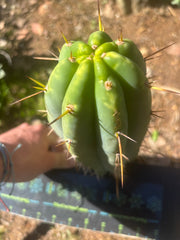 🌶️🌶️⚠️ E.R. — Chonky 9” Pup