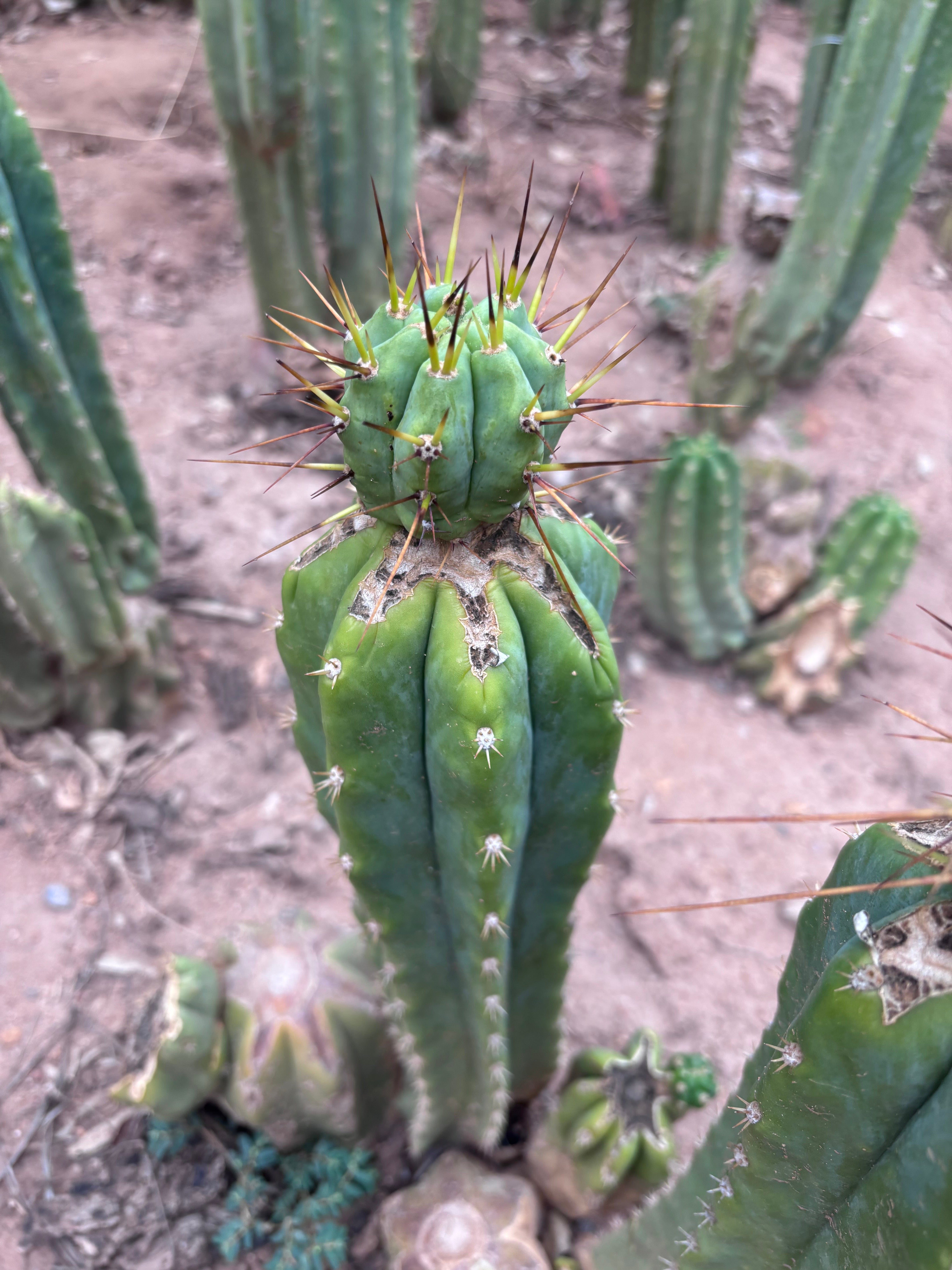 👑💎🌶️  CSD — Beefy Tip Graft