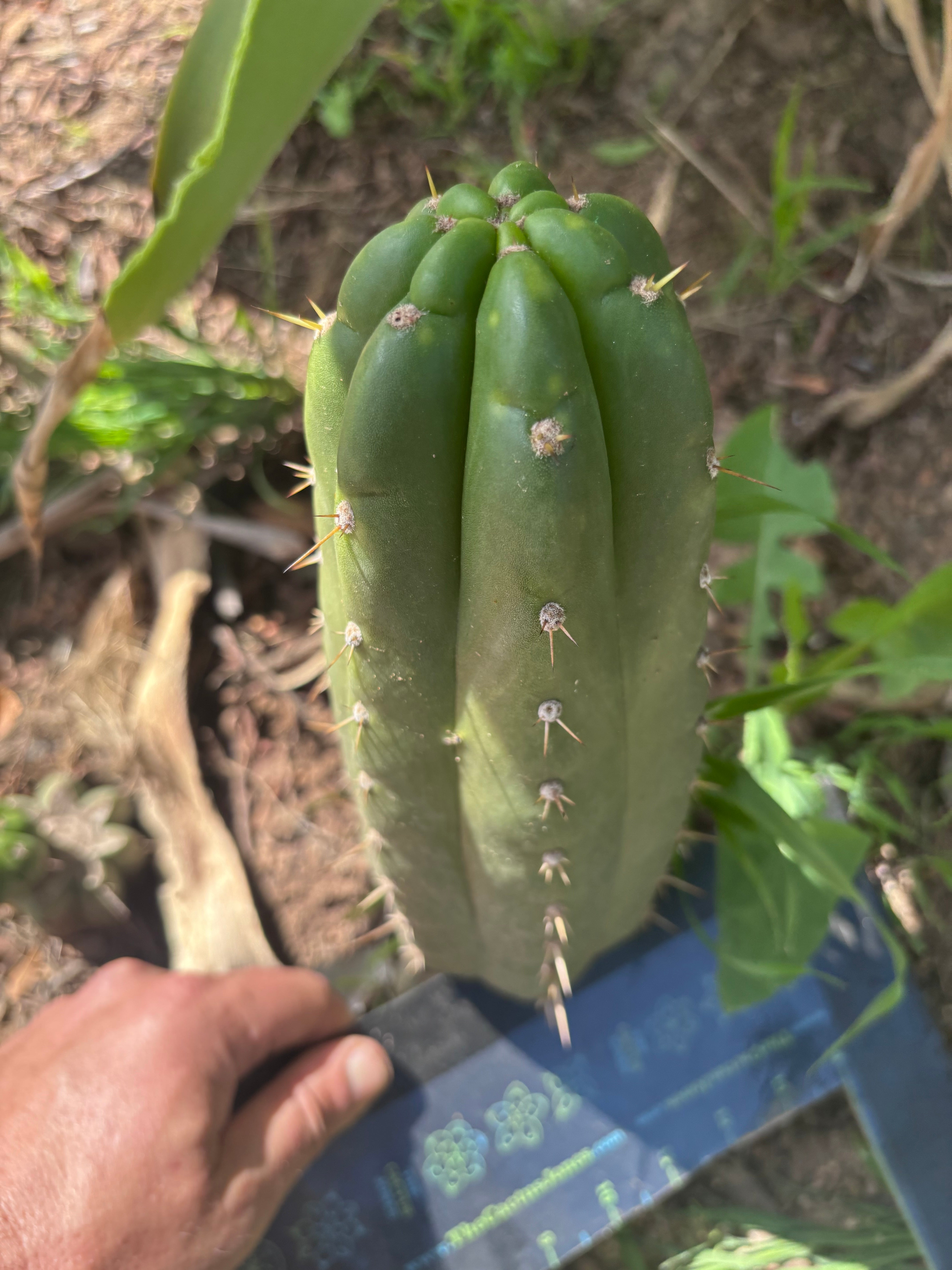 👑🌶️ Maranonensis — Thick 10” Pup