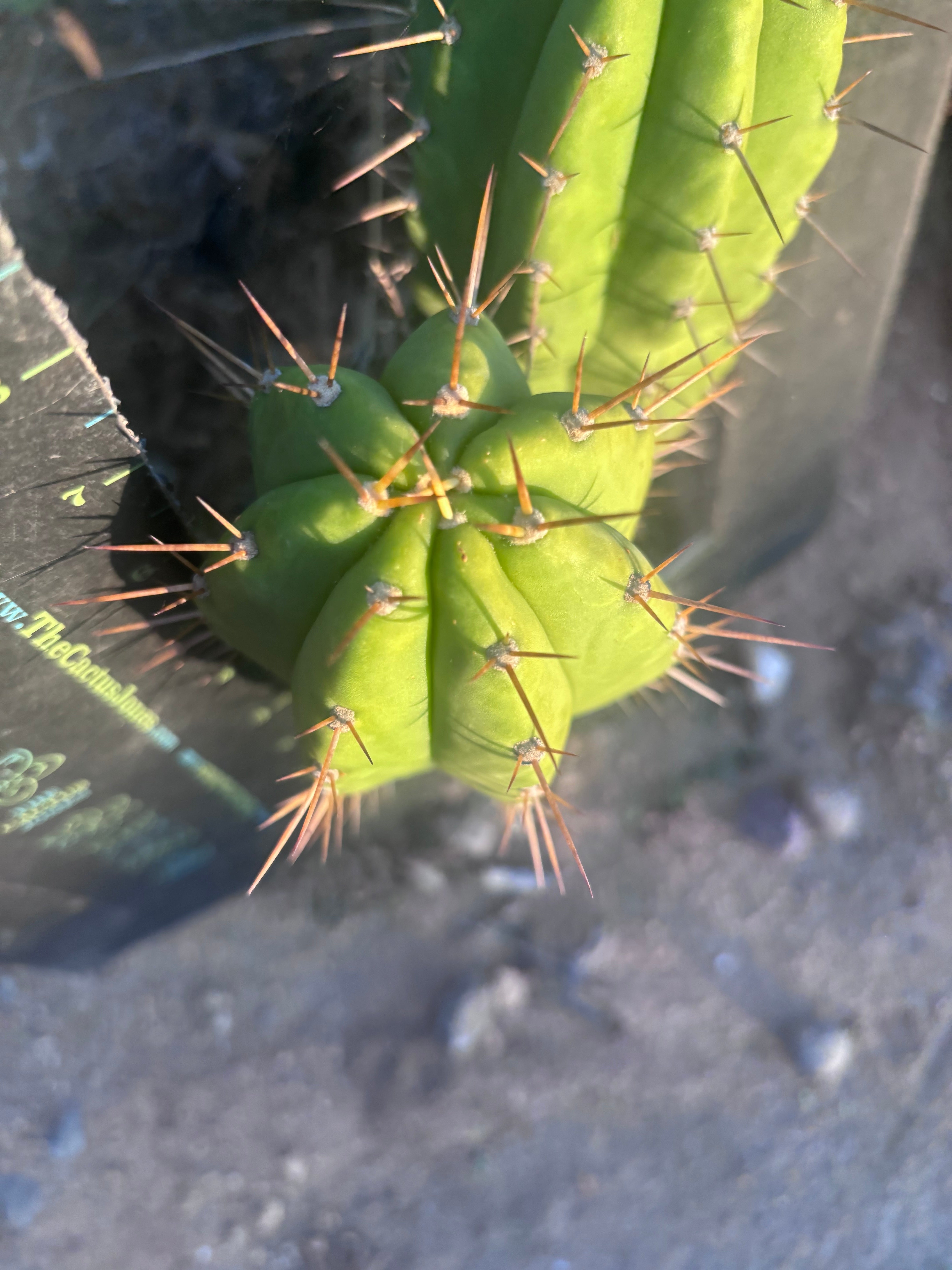 👑 The Jones Pink 🌸 — 7.5” Pup