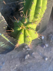 👑 The Jones Pink 🌸 — 7.5” Pup