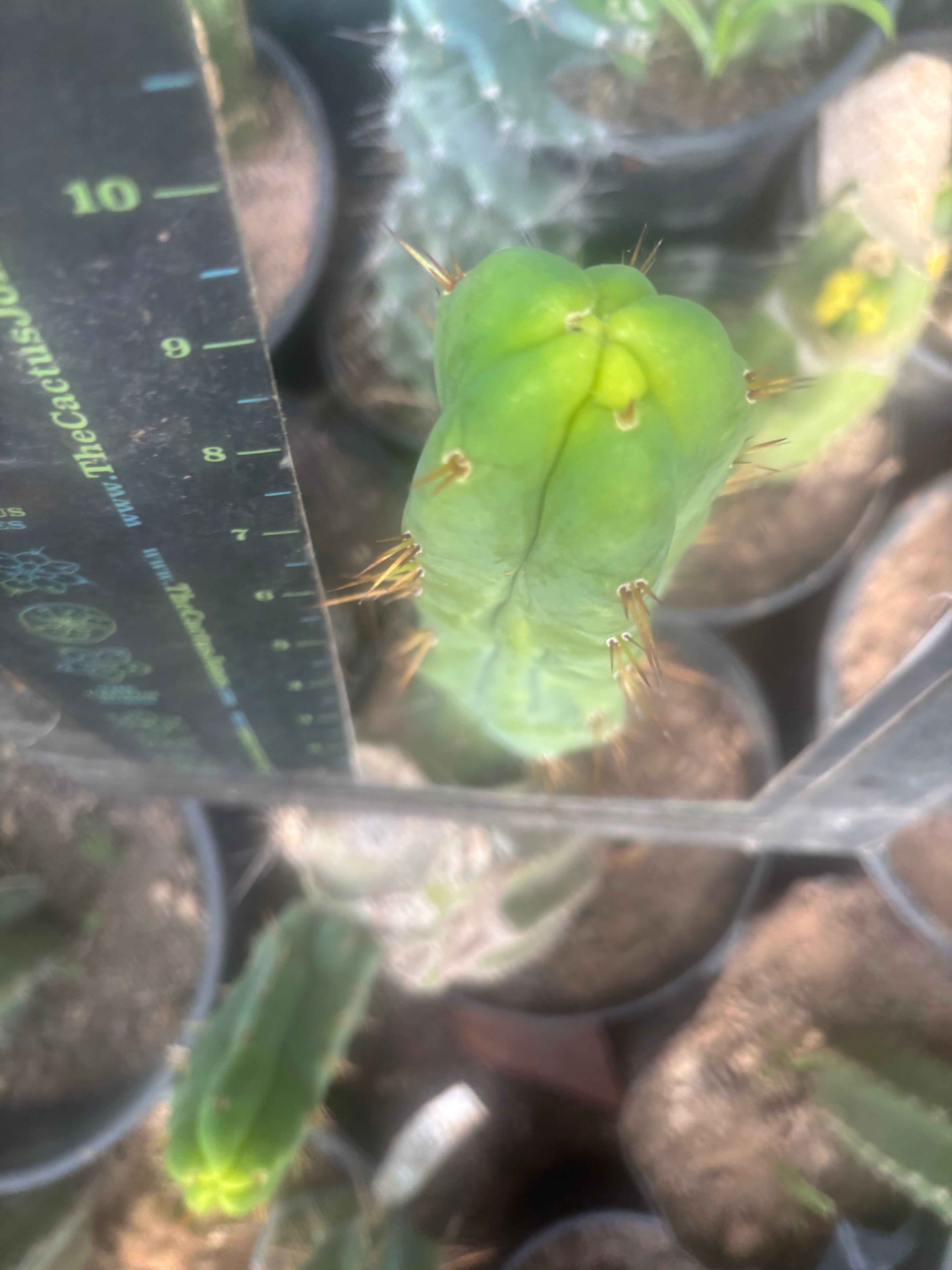 💎👑🌶️ Bruce — 9” Tip