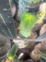 💎👑🌶️ Bruce — 9” Tip
