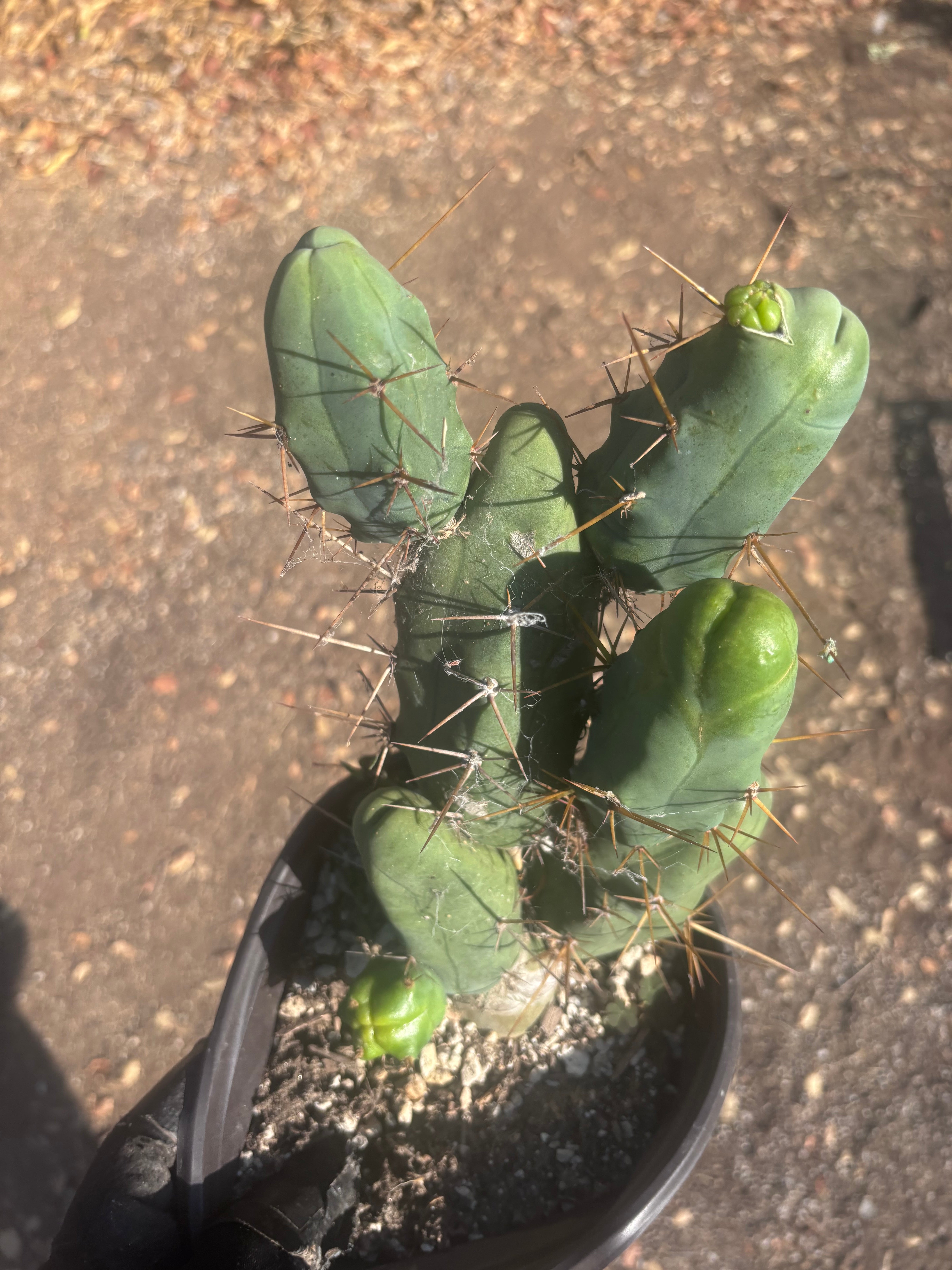 👑🌶️🌶️  TBM Clone B — Large, Fully Rooted