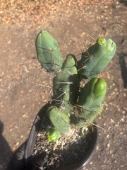 👑🌶️🌶️  TBM Clone B — Large, Fully Rooted
