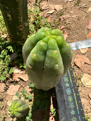 👑🌶️🌶️ Another Drop, Another Ogun — 10” Tip