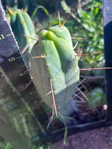 👑🌶️  Mel — 11” Pup