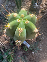 👑 Huaraquina — Chonky 10” Tip