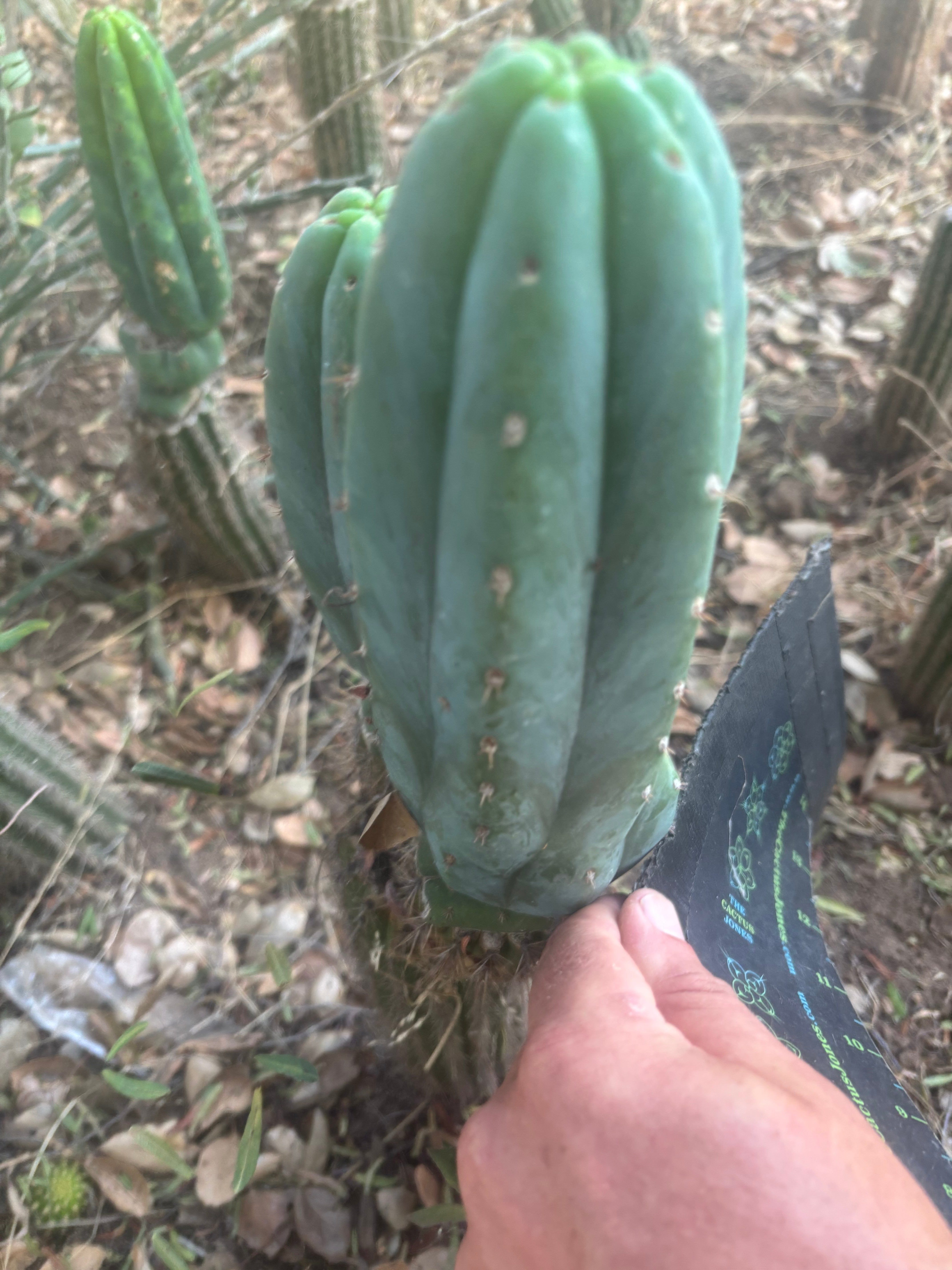 👑🌶️🌶️ KR04 — 8” Tip