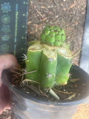 💎👑💎 Havran — Pup Graft on Rooted PC