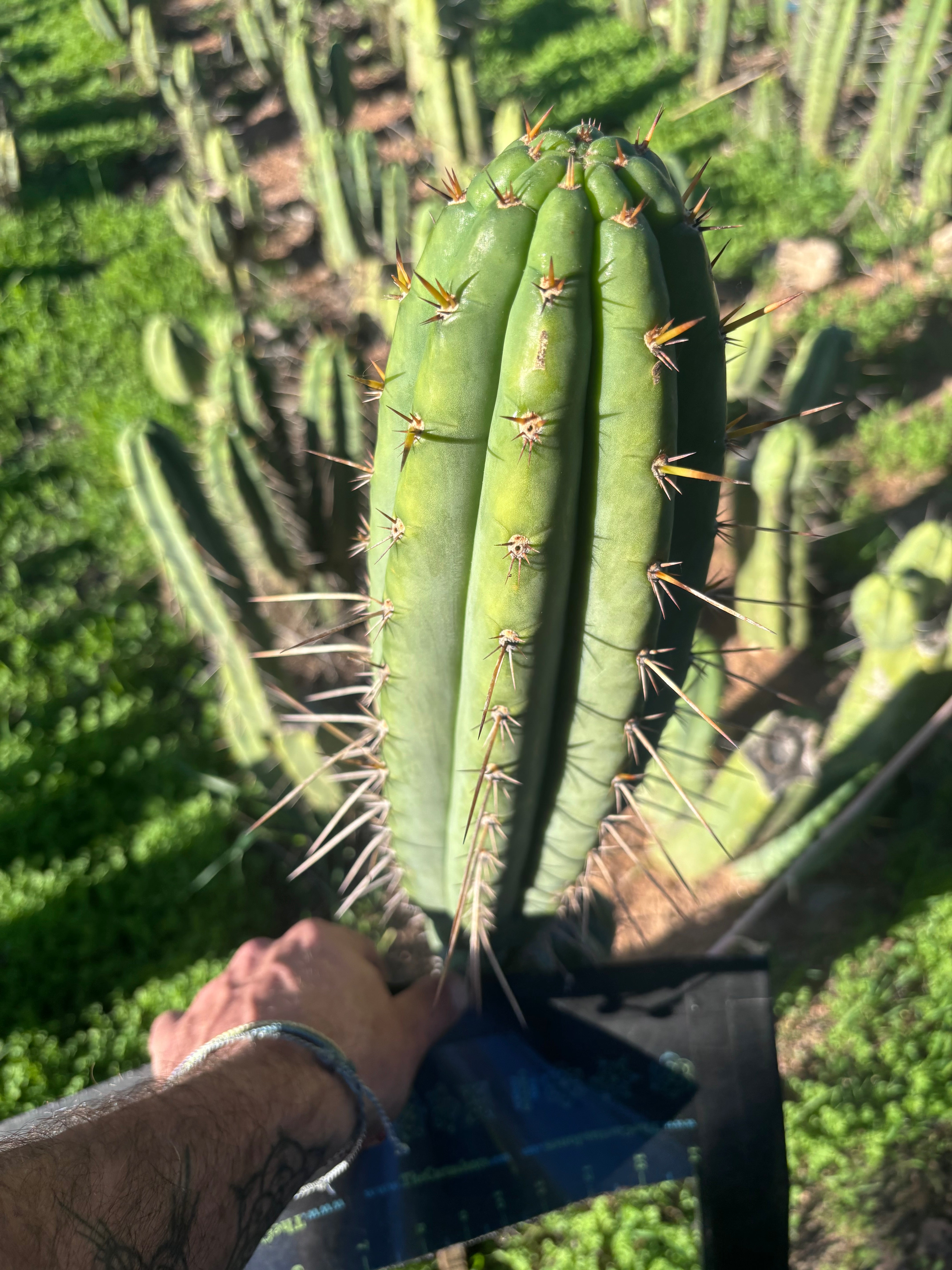 👑🌶️🌶️  Lumberjack — XL 14” Pup