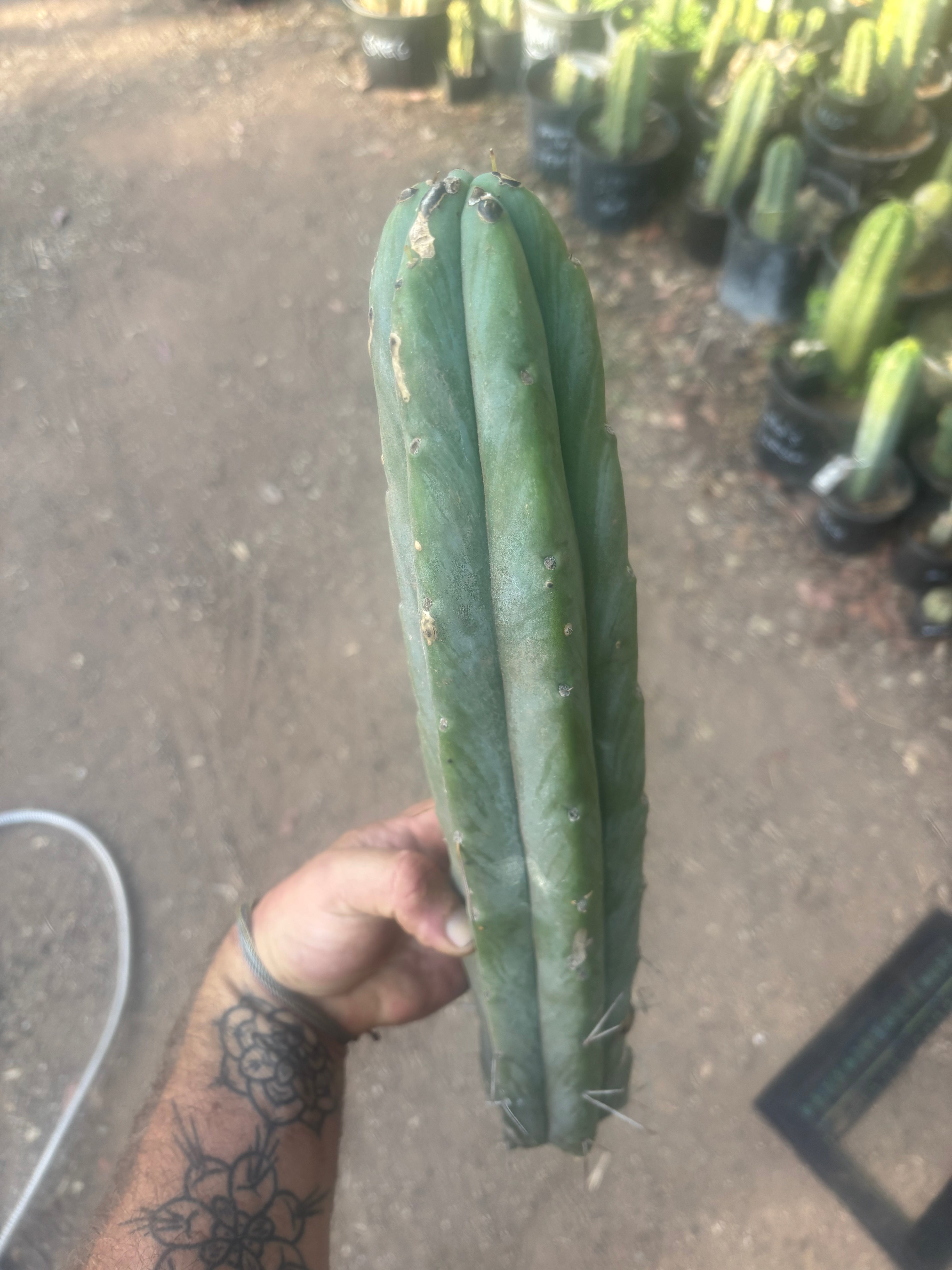 👑🌶️🌶️  Jiimz Twin — XL 15” Tip
