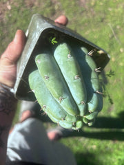 👑🌶️ Shine01 — Fat Rooted Tips