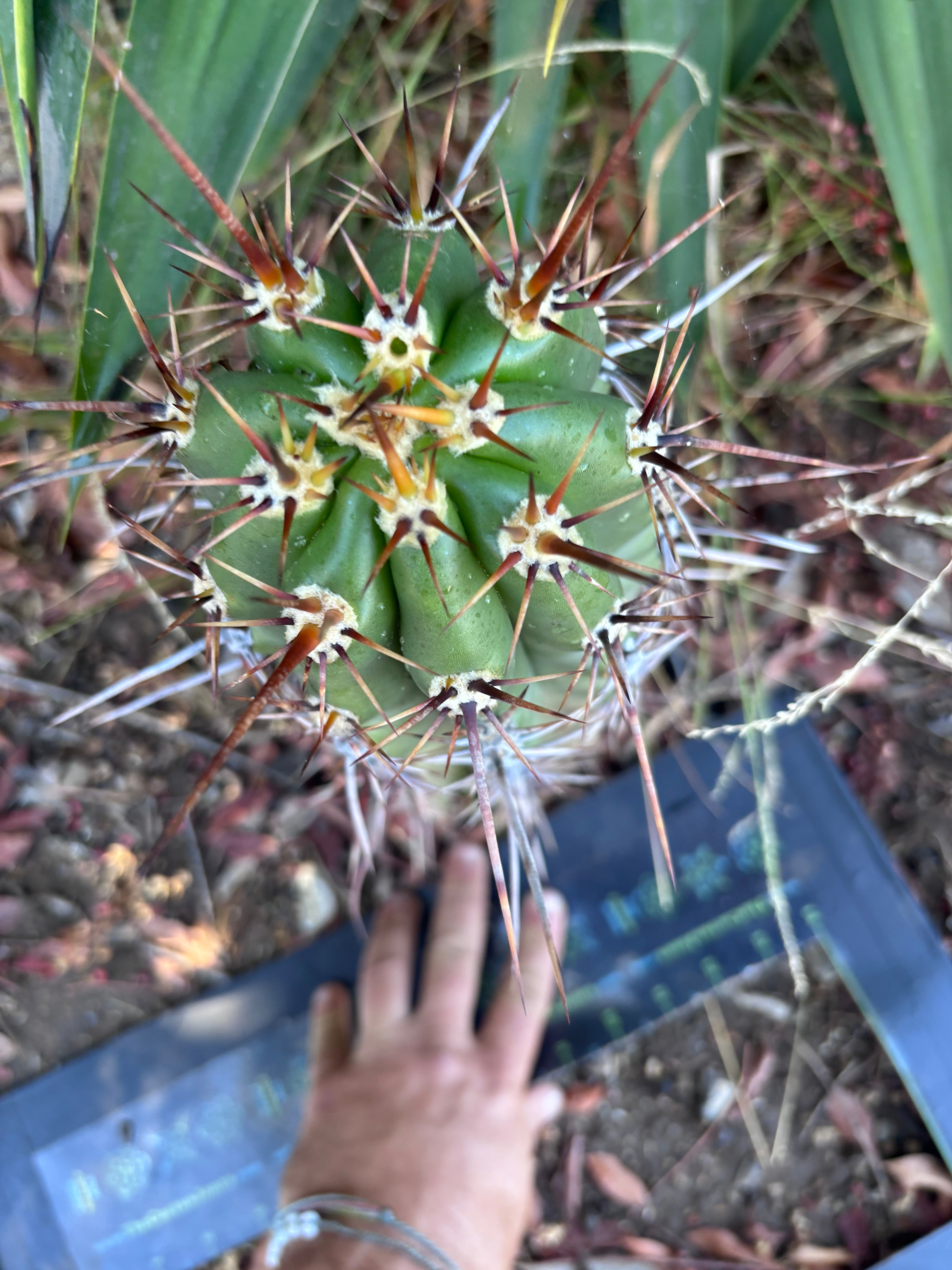 💎 Tacaquirensis — *Fully Rooted* 15”