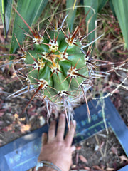 💎 Tacaquirensis — *Fully Rooted* 15”
