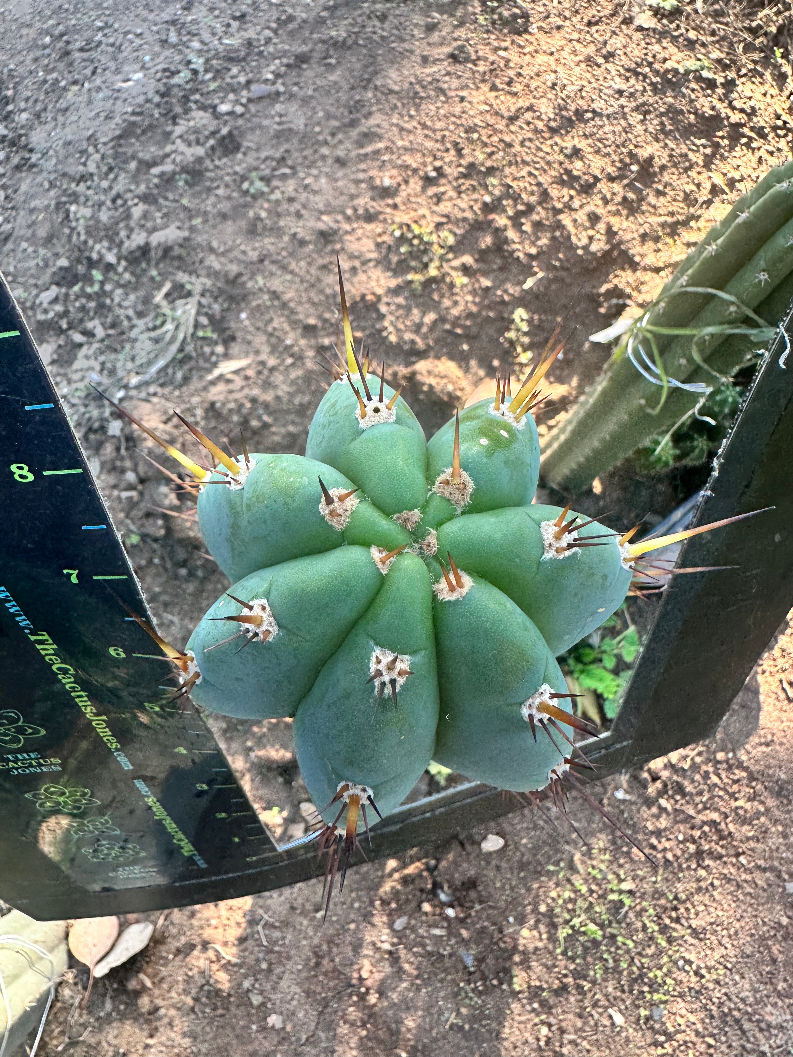 👑 Gorgeous PeruxPeru —  Fat 10” Tip