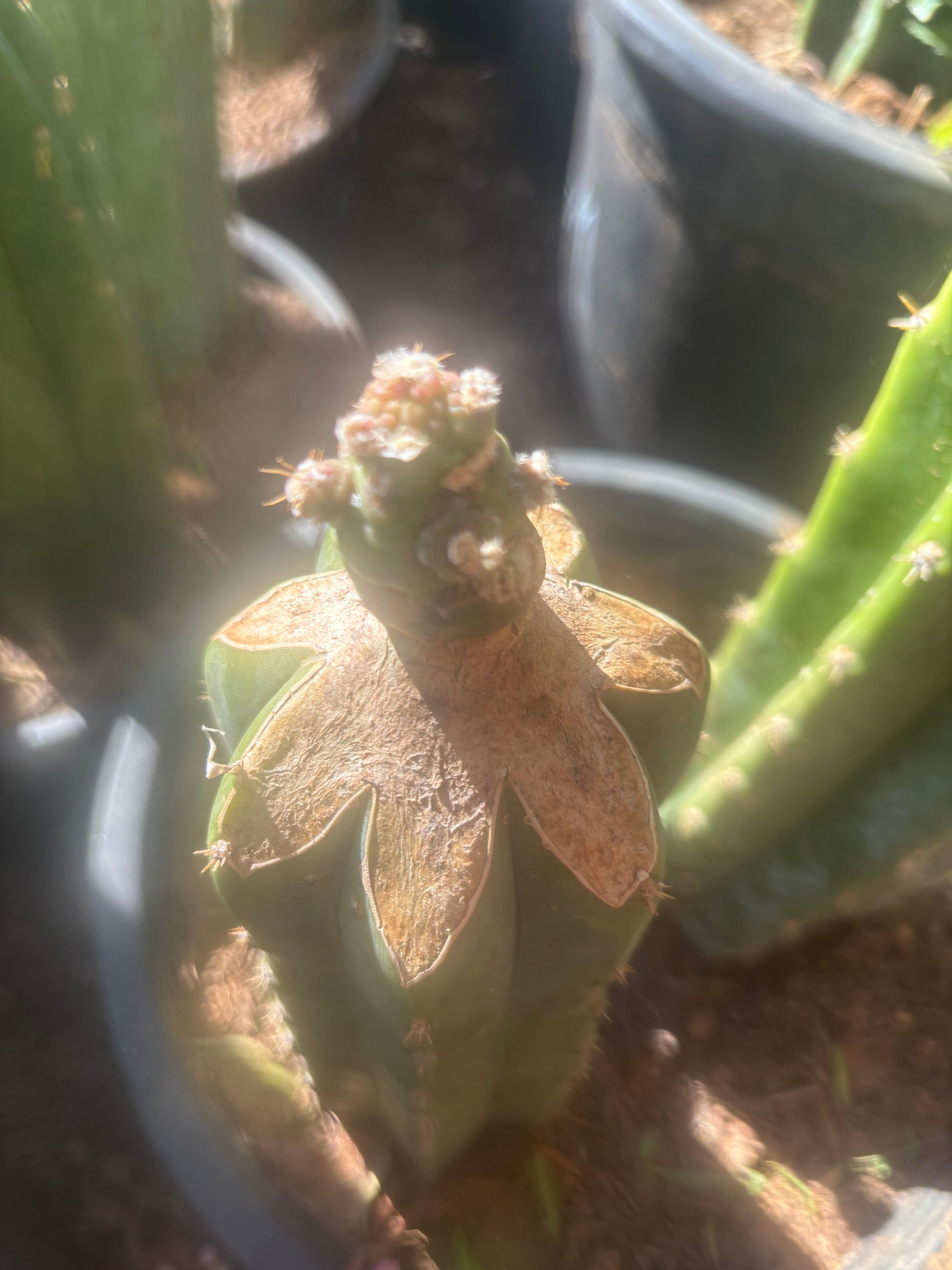 💎👑💎 SCB  — Pup Graft on Rooted Pierre