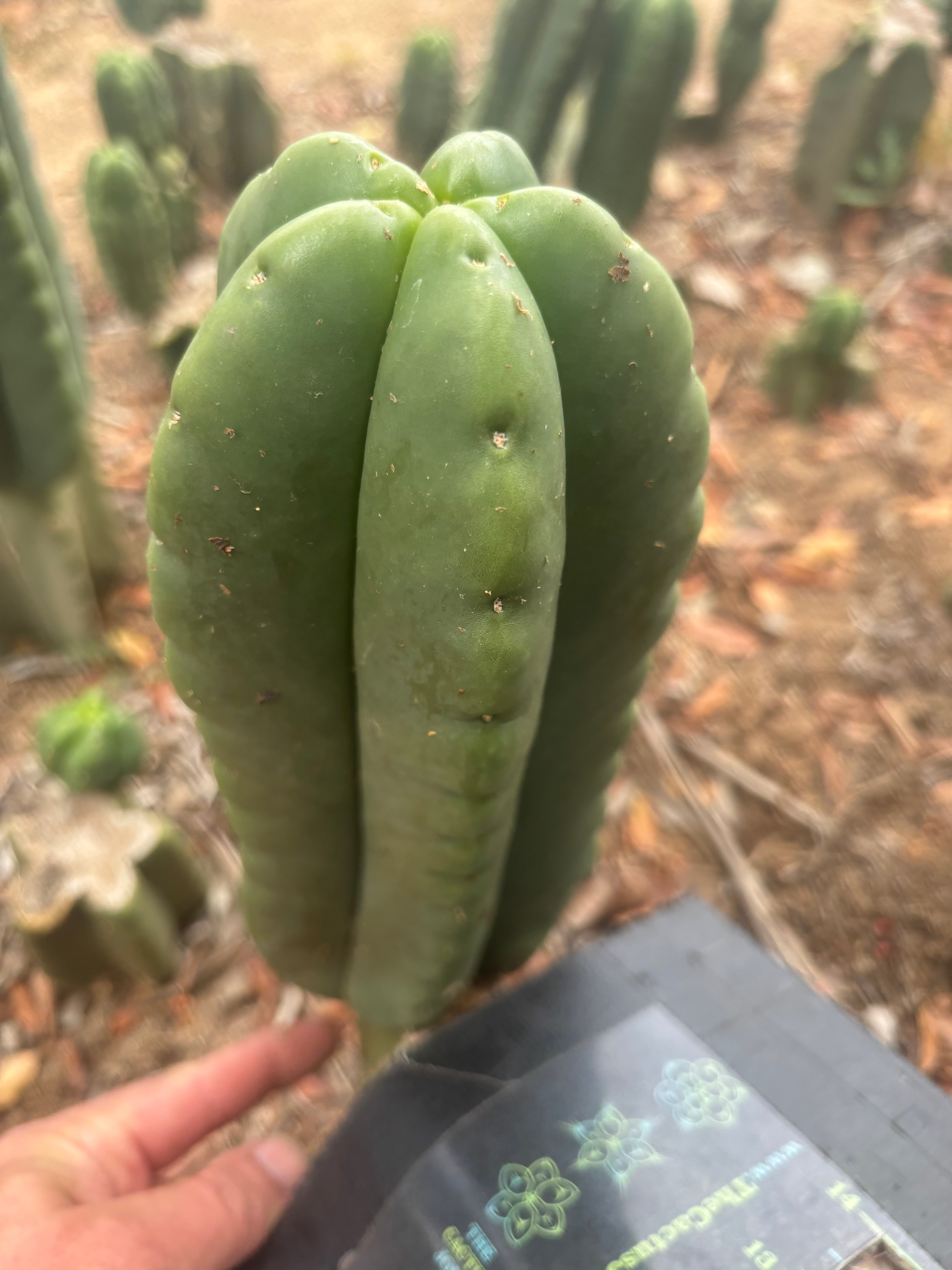 💎👑🌶️ Ferah — FAT 10” Pup