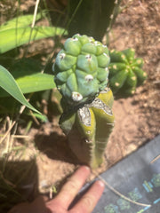 👑💎 Glorp — Rooted Graft