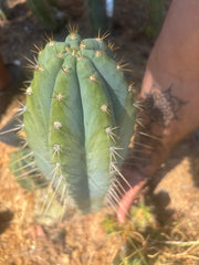 👑💎 Rimac — XXL 17” Melon Pup