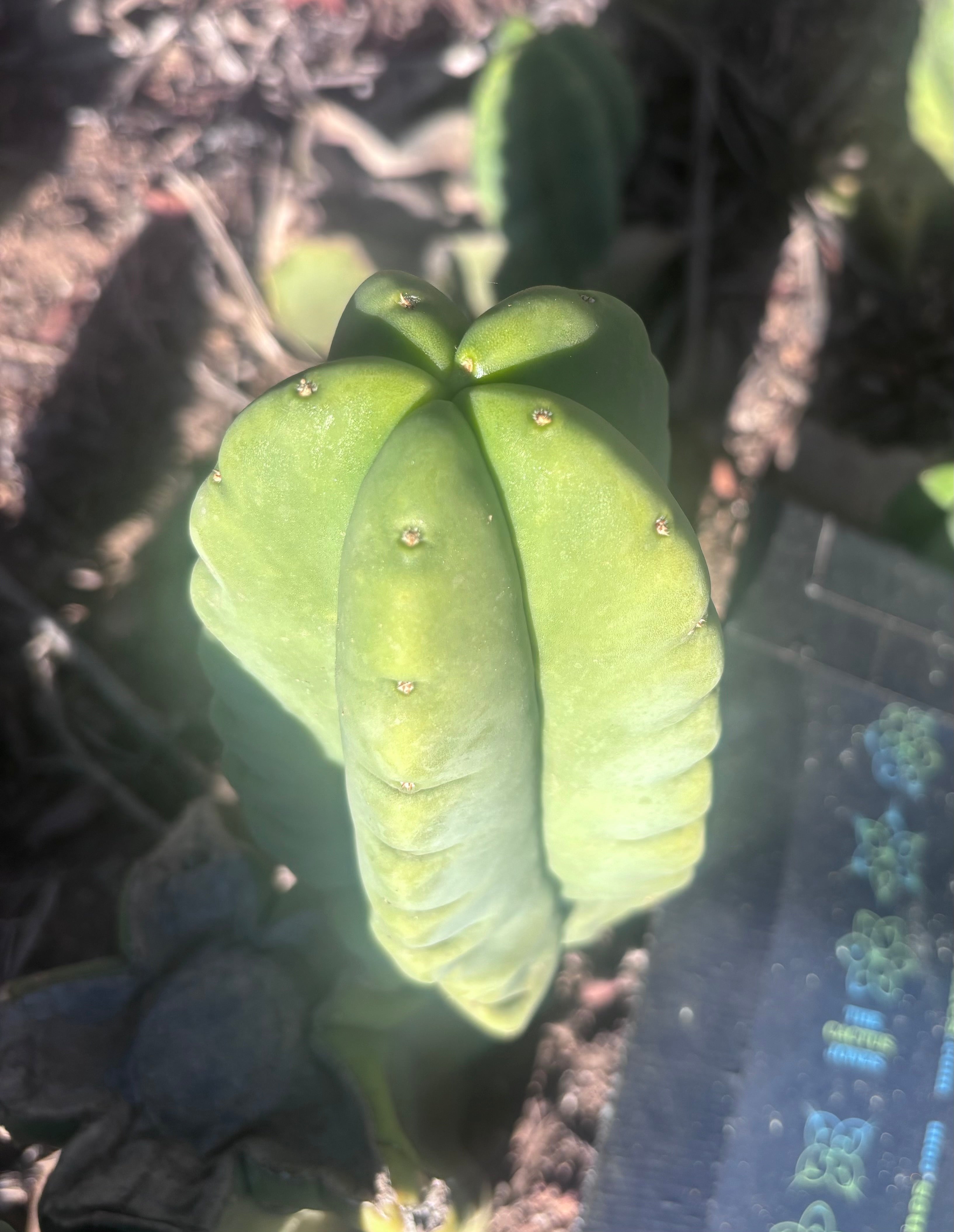 💎👑💎🌶️ Ferah — 6.5” Grenade