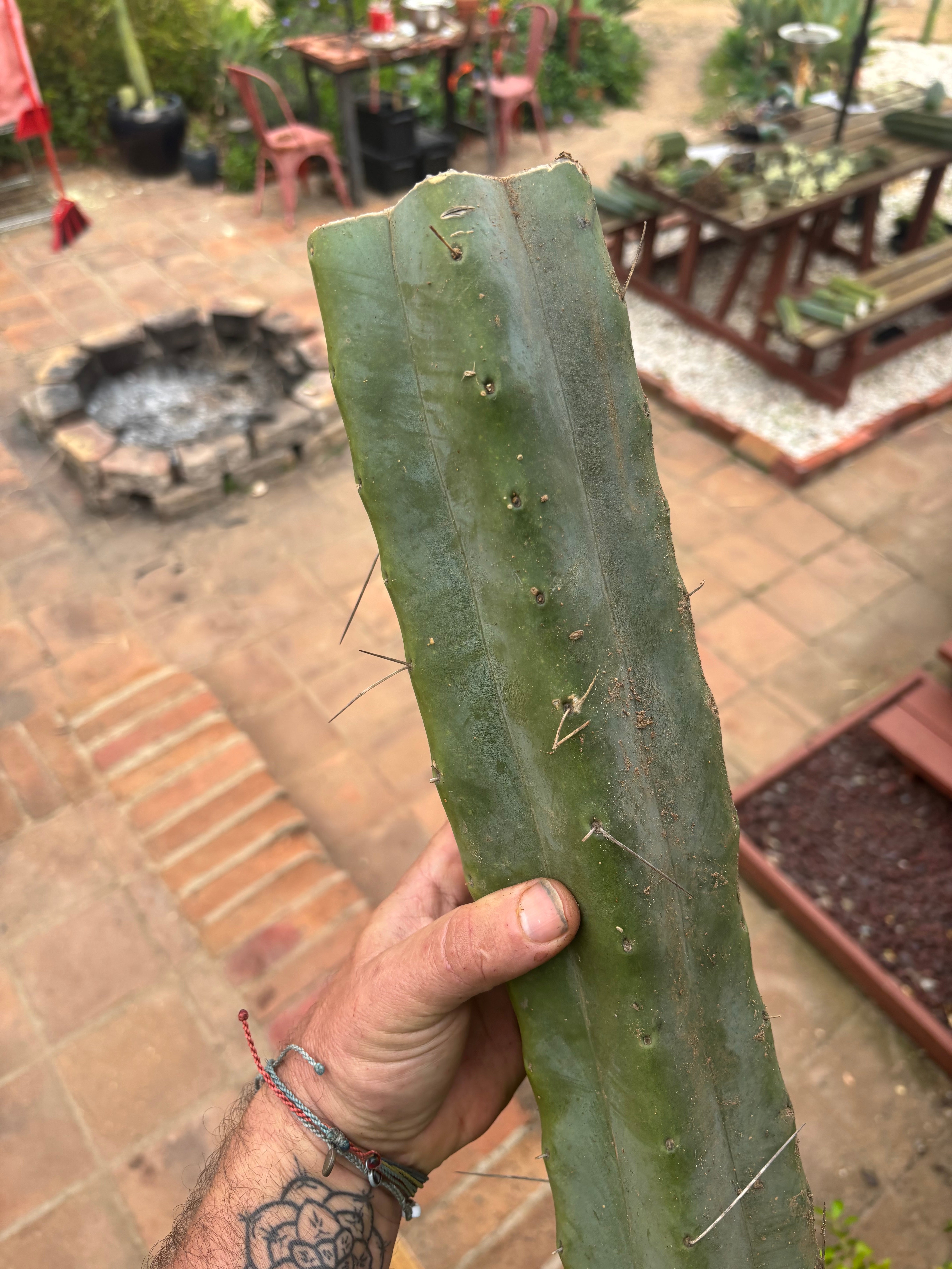 👑🌶️ Psycho0’  — XL 15” LOG