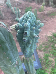 💎👑💎 Glorp — XXL Pupsplosion Graft (Re-Listing)