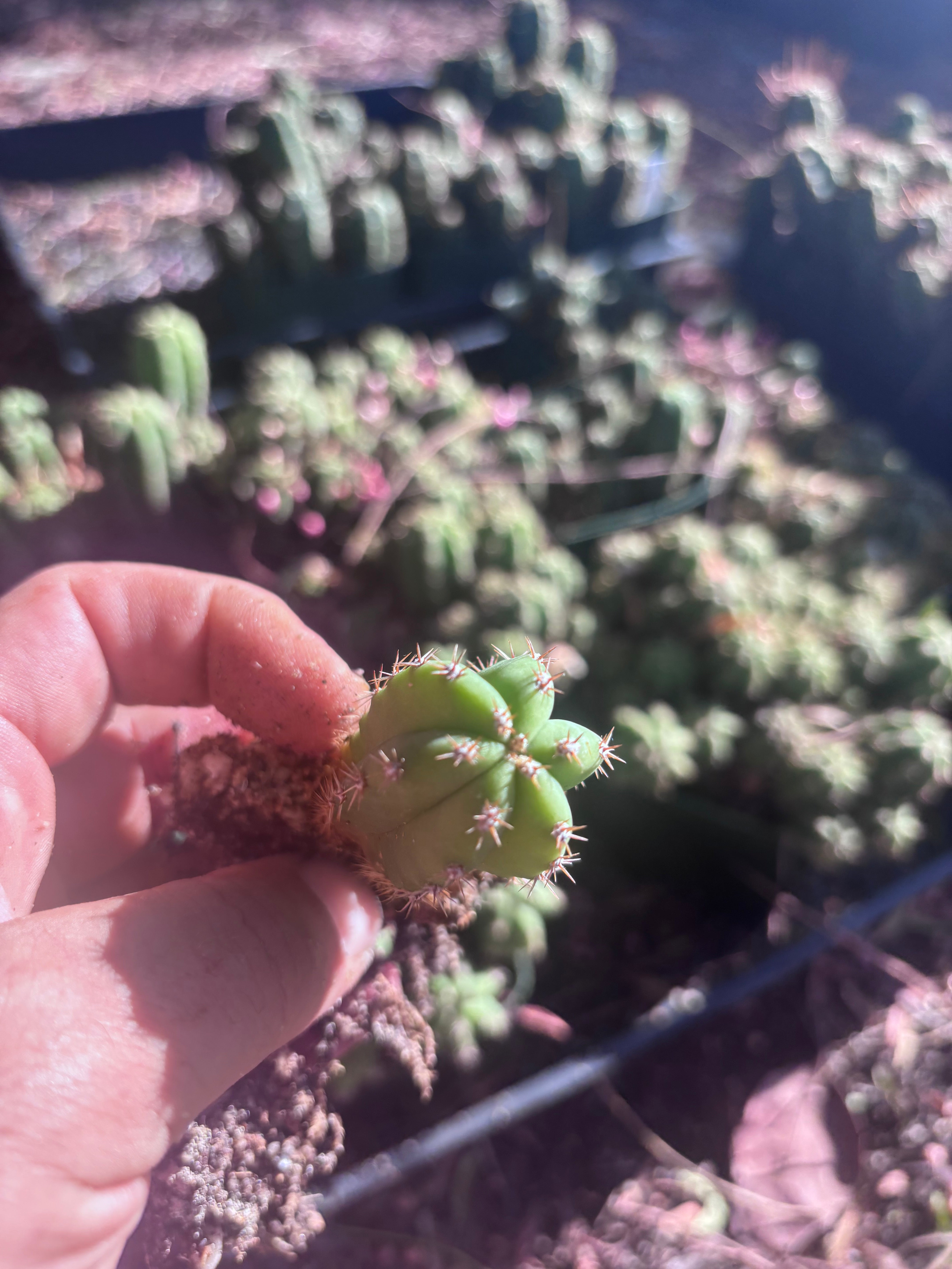 FREE ADD-ON —  Pala x Ferah Seedlings