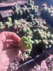 FREE ADD-ON —  Pala x Ferah Seedlings