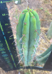 👑🌶️🌶️ Pala — 13” Tip