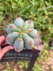 💎👑 Moonchild — FAT 8” Tip