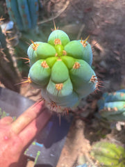 💎👑🌶️ Sharxx Blue — 9.5” Pup
