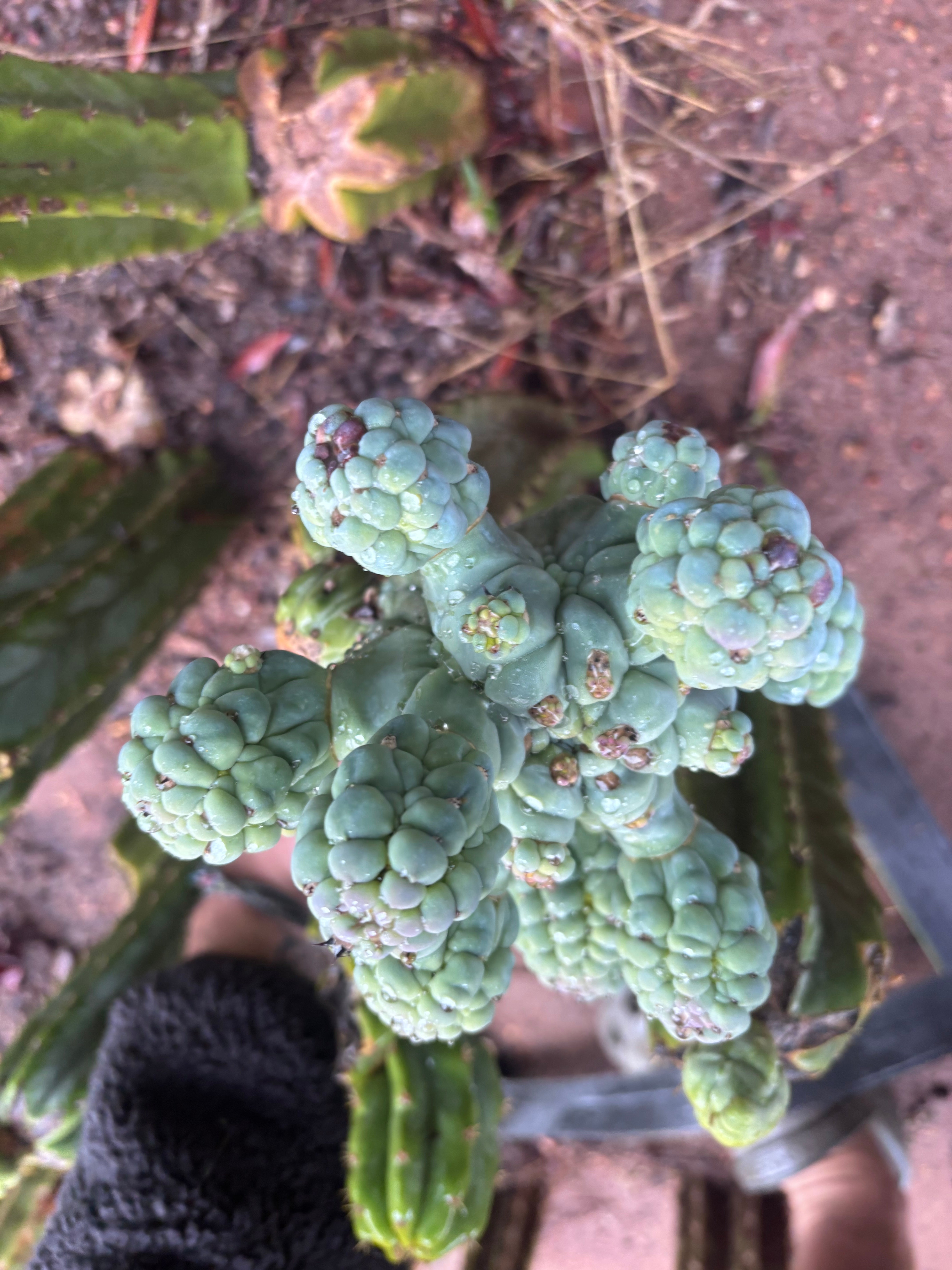 💎👑💎 Glorp — Another XL Pupsplosion Graft