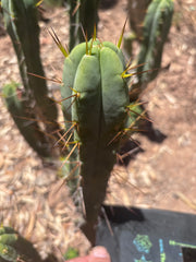 👑🌶️🌶️ Dulzura — 9” Pups