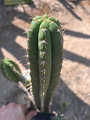 👑🌶️ Torres & Torres — 14” Tip